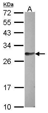 Sample (30 ug of whole cell lysate) A: HCT116 12% SDS PAGE diluted at 1:1000
