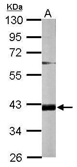Sample (50 ug of whole cell lysate) A: mouse Liver 10% SDS PAGE diluted at 1:5000