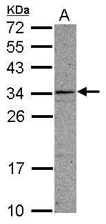 Sample (30 ug of whole cell lysate) A: A549 12% SDS PAGE diluted at 1:1000