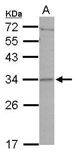 Sample (30 ug of whole cell lysate) A: A549 12% SDS PAGE diluted at 1:1000