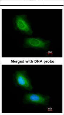 Immunofluorescence analysis of paraformaldehyde-fixed HeLa, using CCDC68 antibody at 1:200 dilution.