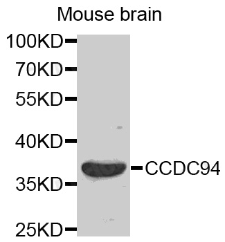 Western blot analysis of extracts of Mouse brain cell line, using CCDC94 antibody.