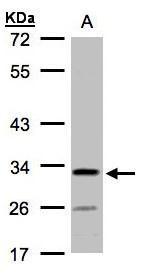 Sample(30 ug whole cell lysate) A:H1299 10% SDS PAGE diluted at 1:1000
