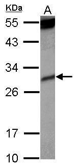 Sample (30 ug of whole cell lysate) A: Raji 12% SDS PAGE diluted at 1:1000