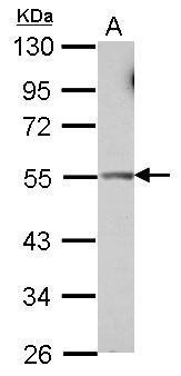 Sample (30 ug of whole cell lysate) A: HeLa 10% SDS PAGE diluted at 1:1000