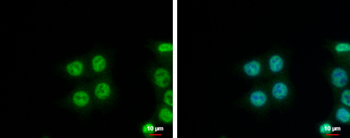 NIP30 antibody detects NIP30 protein at nucleus by immunofluorescent analysis.Sample: HCT116 cells were fixed in 4% paraformaldehyde at RT for 15 min.Green: NIP30 protein stained by NIP30 antibody diluted at 1:500.Blue: Hoechst 33342 staining.