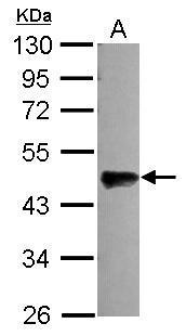 Sample (30 ug of whole cell lysate) A: A549 10% SDS PAGE Diluted at 1:3000