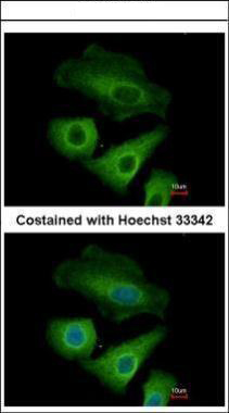 Immunofluorescence analysis of methanol-fixed A549, using Olfactomedin-like 3 antibody at 1:500 dilution.