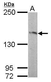Sample (50 ug of whole cell lysate) A: mouse brain 5% SDS PAGE diluted at 1:1000