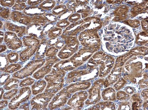 RIN2 antibody detects RIN2 protein at cytosol on mouse kidney by immunohistochemical analysis. Sample: Paraffin-embedded mouse kidney. RIN2 antibody dilution: 1:1000.