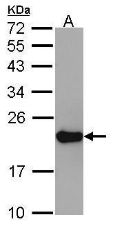 Sample (30 ug of whole cell lysate) A: A549 12% SDS PAGE diluted at 1:1000