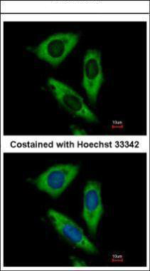 Immunofluorescence analysis of paraformaldehyde-fixed HeLa, using RPL24 antibody at 1:500 dilution.