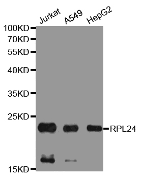 Western blot analysis of extracts of various cell lines, using RPL24 antibody..