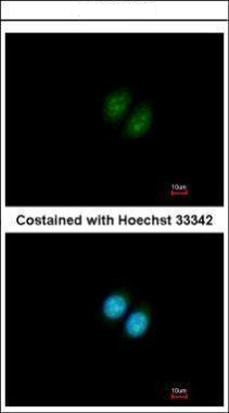Immunofluorescence analysis of paraformaldehyde-fixed MCF-7, using RRP12 antibody at 1:200 dilution.