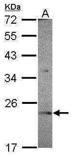 Sample (30 ug of whole cell lysate) A: Raji 12% SDS PAGE diluted at 1:1000