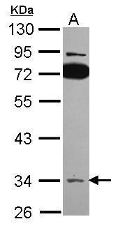 Sample (30 ug of whole cell lysate) A: A431 10% SDS PAGE diluted at 1:500