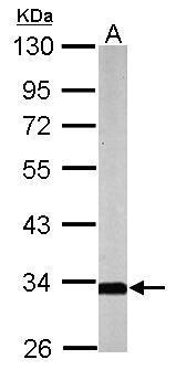 Sample (50 ug of whole cell lysate) A: mouse brain 10% SDS PAGE diluted at 1:1000