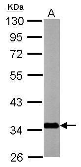 Sample (20 ug of whole cell lysate) A: mouse brain 10% SDS PAGE diluted at 1:10000