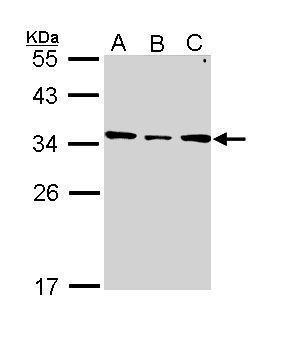 Sample (30 ug of whole cell lysate) A: H1299 B: Hela C: Hep G2 10% SDS PAGE Diluted at 1:1000