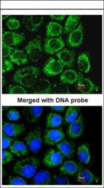 Immunofluorescence analysis of paraformaldehyde-fixed A431, using GC-1 antibody at 1:200 dilution.