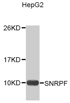 Western blot analysis of extracts of HepG2 cell line, using SNRPF antibody.