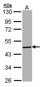 Sample (30 ug of whole cell lysate) A: Hep G2 10% SDS PAGE diluted at 1:5000