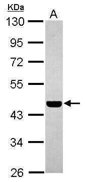 Sample (30 ug of whole cell lysate) A: U87-MG 10% SDS PAGE Diluted at 1:1000