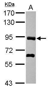 Sample (30 ug of whole cell lysate) A: Hep G2 7.5% SDS PAGE diluted at 1:3000