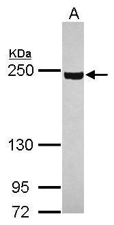 Sample (30 ug of whole cell lysate) A: 293T 5% SDS PAGE Diluted at 1:1000