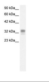 Fetal Liver Lysate