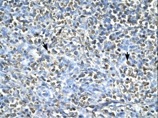 ASGR2 antibody LS-C31551 was used in IHC to stain formalin-fixed, paraffin-embedded human spleen.