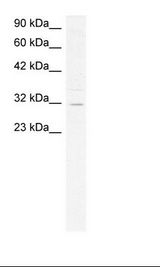 HepG2 Cell Lysate
