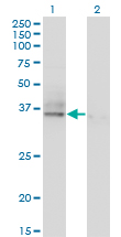 Western Blot analysis of ASGR2 expression in transfected 293T cell line by ASGR2 monoclonal antibody (M05), clone 1D7.Lane 1: ASGR2 transfected lysate (Predicted MW: 32.6 KDa).Lane 2: Non-transfected lysate.