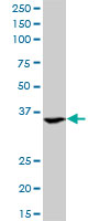 ASGR2 monoclonal antibody (M05), clone 1D7. Western Blot analysis of ASGR2 expression in K-562.