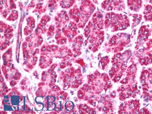 Human Pancreas: Formalin-Fixed, Paraffin-Embedded (FFPE)