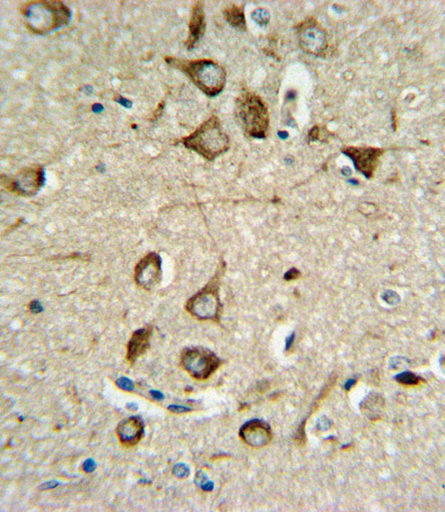 ASMT Antibody IHC of formalin-fixed and paraffin-embedded brain tissue followed by peroxidase-conjugated secondary antibody and DAB staining.
