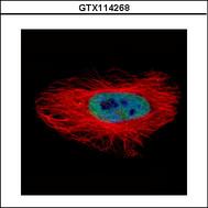 Confocal immunofluorescence analysis (Olympus FV10i) of paraformaldehyde-fixed HeLa using ASNA1 antibody (Green) at 1:500 dilution. Alpha-tubulin filaments were labeled with alpha-tubulin antibody (Red) at 1:2500.