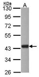 Sample (30 ug of whole cell lysate). A: HCT116. 10% SDS PAGE. ASNA1 antibody diluted at 1:1000.
