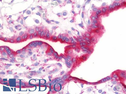 Anti-ASNS antibody IHC staining of human placenta. Immunohistochemistry of formalin-fixed, paraffin-embedded tissue after heat-induced antigen retrieval. Antibody LS-B10899 concentration 7.5 ug/ml.