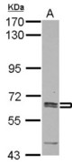 Sample (30 ug of whole cell lysate) A: K562 7.5% SDS PAGE ASNS antibody diluted at 1:1000