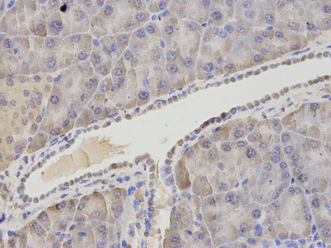 Immunohistochemistry of paraffin-embedded mouse pancreas using ASNS antibody at dilution of 1:200 (400x lens).