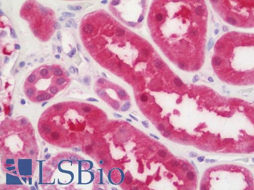 Anti-ASPA antibody IHC staining of human kidney. Immunohistochemistry of formalin-fixed, paraffin-embedded tissue after heat-induced antigen retrieval. Antibody LS-B10894 concentration 7.5 ug/ml.