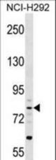 CRTAC1 Antibody western blot of NCI-H292 cell line lysates (35 ug/lane). The CRTAC1 antibody detected the CRTAC1 protein (arrow).