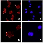 Antibody staining of ATDC5 cells (Panels A and C) and DAPI (panels B and D).