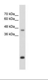 HepG2 Cell Lysate