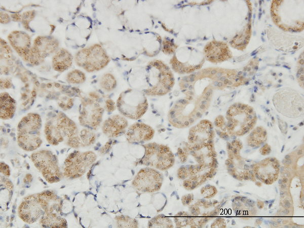 Immunoperoxidase of monoclonal antibody to ASRGL1 on formalin-fixed paraffin-embedded human salivary gland. [antibody concentration 3 ug/ml]