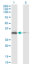 Western blot of ASRGL1 expression in transfected 293T cell line by ASRGL1 monoclonal antibody (M03), clone 5C8.
