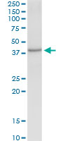 Immunoprecipitation of ASRGL1 transfected lysate using anti-ASRGL1 monoclonal antibody and Protein A Magnetic Bead.
