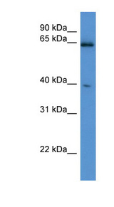 ASRGL1 antibody LS-C135306 Western blot of Mouse Brain lysate.