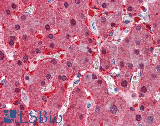 Anti-ASS1 antibody IHC of human liver. Immunohistochemistry of formalin-fixed, paraffin-embedded tissue after heat-induced antigen retrieval. Antibody LS-B3948 concentration 2.5 ug/ml.